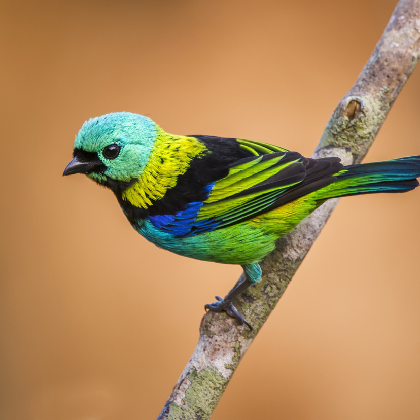 Aves brasileiras: Conheça espécies belas e exuberantes!