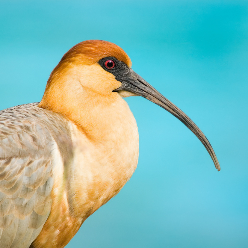 Curicaca: Conheça as características e curiosidades dessa ave silvestre!