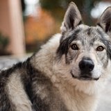 Wolfdog: preço, custos e mais sobre este cão lobo gigante