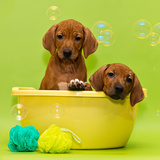 Como dar banho em filhote de cachorro: Confira dicas e o passo a passo!