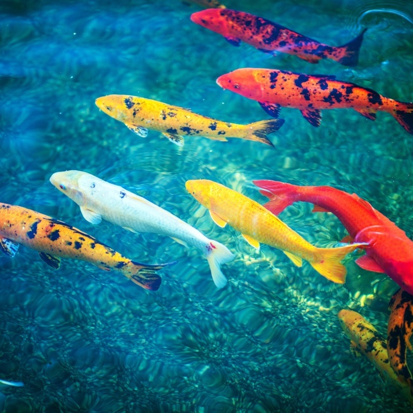 Peixes ornamentais: Conheça espécies, características e mais!