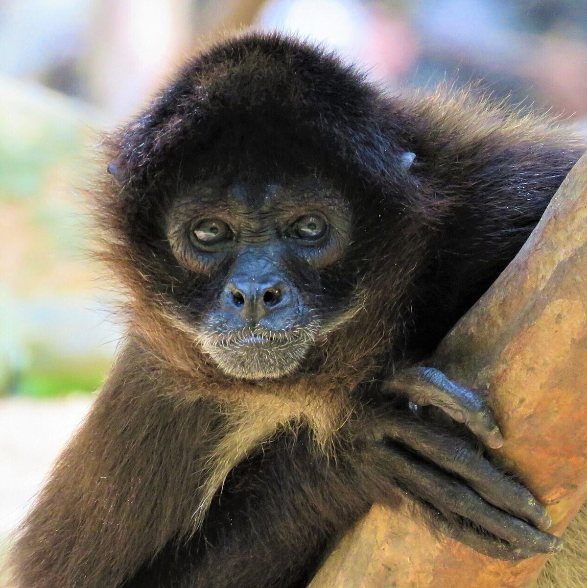 Macaco-aranha Cara Preta – Agência Municipal de Turismo, Eventos e