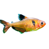 Mato grosso véu: Conheça este peixe popular, suas características, dicas e mais
