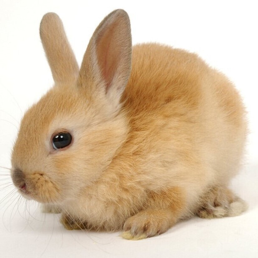 Conheça 15 raças de mini coelho que vão encantar o seu coração!