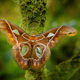 Mariposa: veja como diferenciá-la da borboleta e mais curiosidades! 