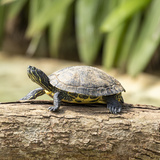 Saiba qual o aquaterrário ideal para tartaruga tigre d'água