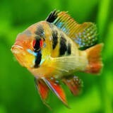 Ramirezi: Saiba mais sobre este fascinante peixe ornamental!