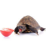 Descubra o que tartaruga come e qual é a melhor alimentação!