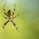 Aranha preta e amarela: o que você deve saber sobre elas!