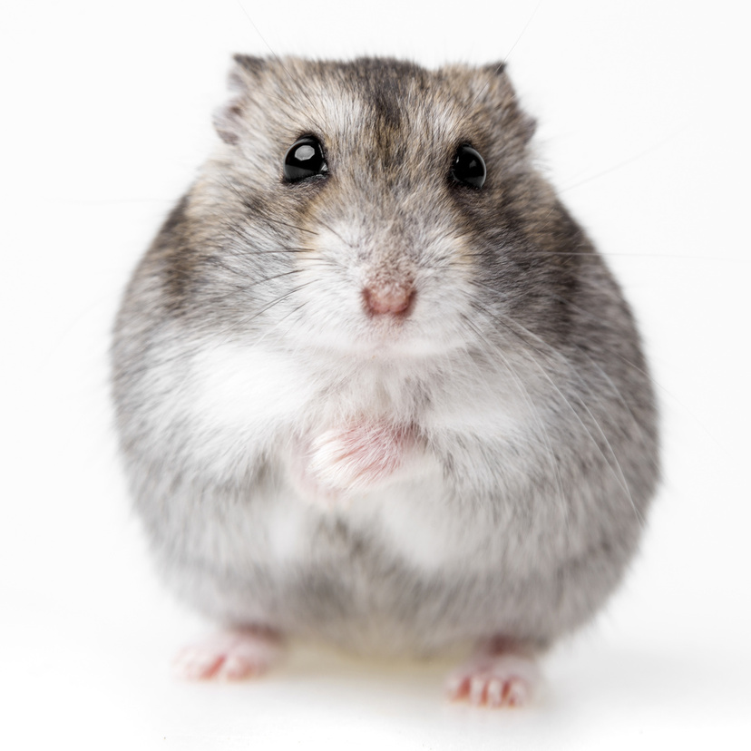 Hamster anão russo: Saiba tudo sobre esse fofo bichinho 