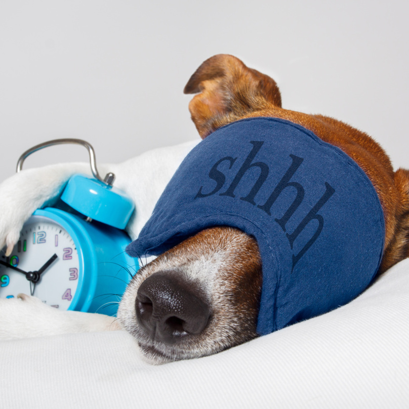 Cachorro que dorme muito: as influências no sono do cão