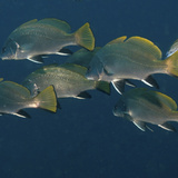 Corvina: características e curiosidades sobre o peixe
