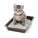 Como fazer o gato parar de urinar no lugar errado: sofá, móveis e mais