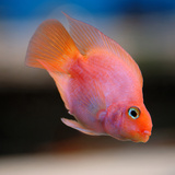 Conheça o peixe papagaio: alimentação, preço e cores!