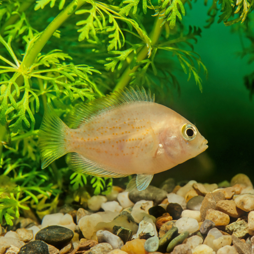   Peixe mexirica: veja características e dicas para aquário!