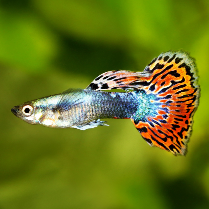 Guppy: Curiosidades, características e mais sobre o peixe!