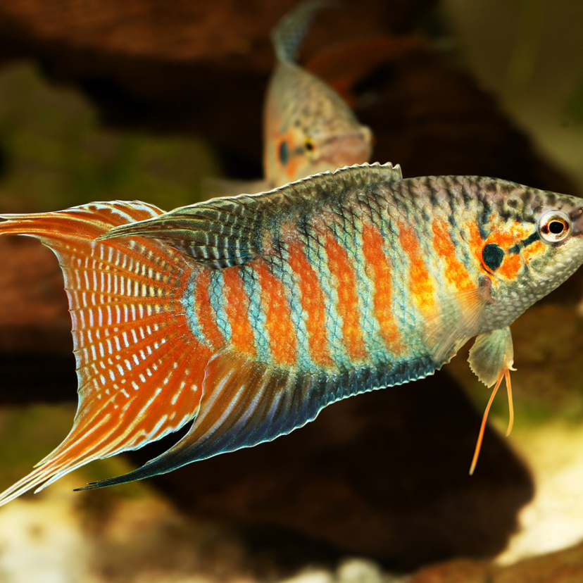 Peixe Paraíso: saiba tudo sobre esta espécie ornamental