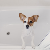 Como dar banho a seco em cachorros: frequência, produtos e mais!