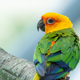 Periquito-verde: saiba mais sobre a ave símbolo do Brasil!