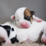Filhote de cachorro recém-nascido: Confira todos os cuidados