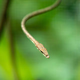 Cobra-cipó-marrom: veja espécies e curiosidades sobre a serpente