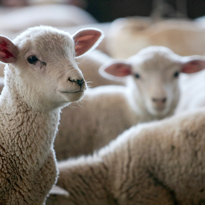 Criação de ovinos: confira raças e dicas importantes