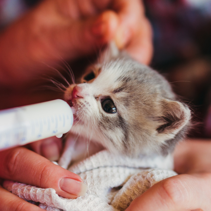 Veja como fazer leite para gatos recém-nascidos de forma fácil!