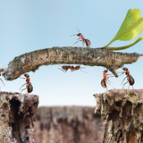 O que significa sonhar com formiga? Preta, no corpo, picando e mais
