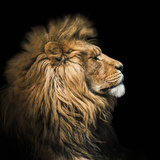 O que significa sonhar com leão? Atacando, manso, branco, preto e mais.