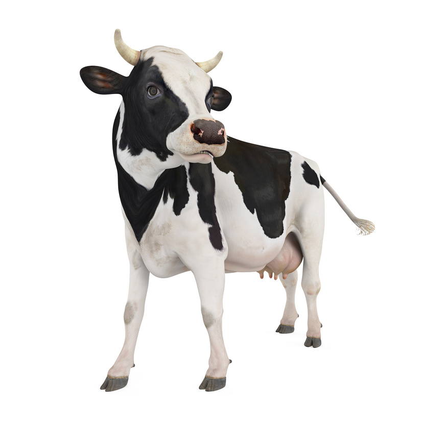 Vacas de leite: veja raças, preço, venda, produção e mais!