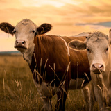 Raças de boi: conheça 15 raças de bovinos no Brasil e no mundo!