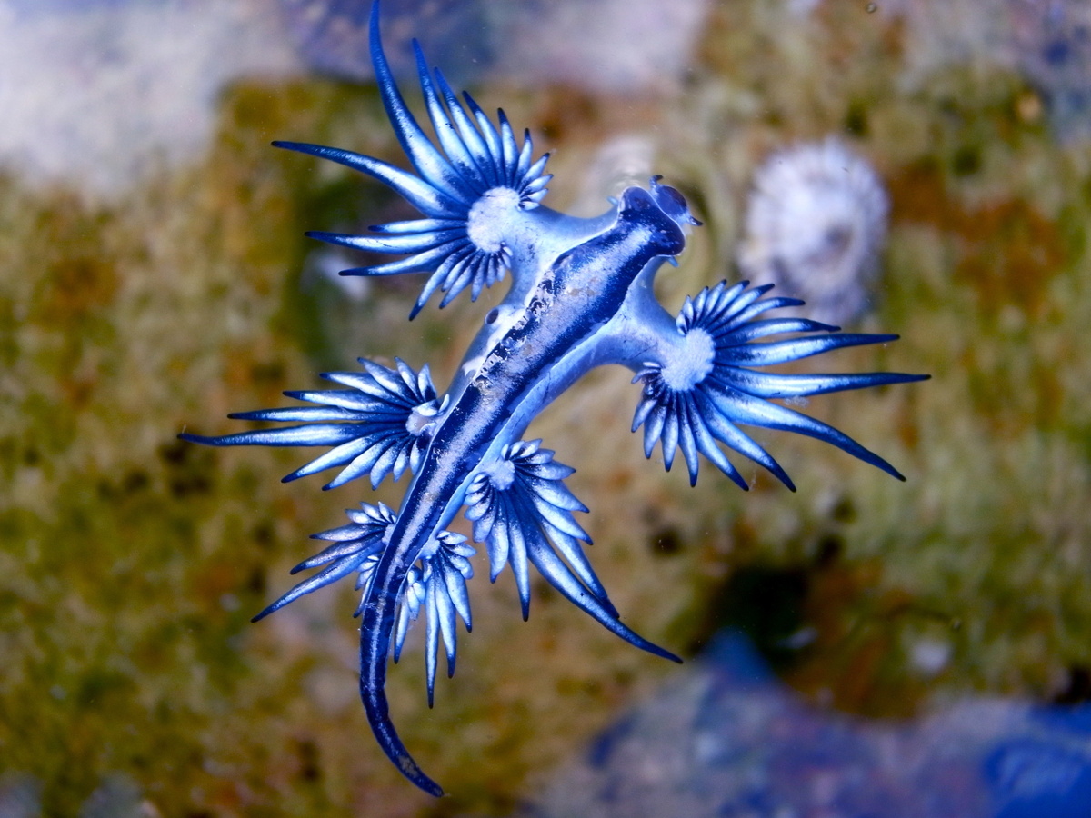 Dragão Azul do mar: veja informações e curiosidades do molusco! | Guia