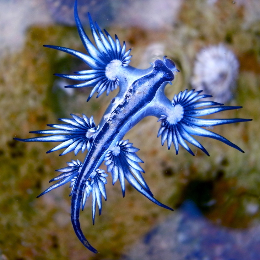 Dragão Azul do mar: veja informações e curiosidades do molusco!