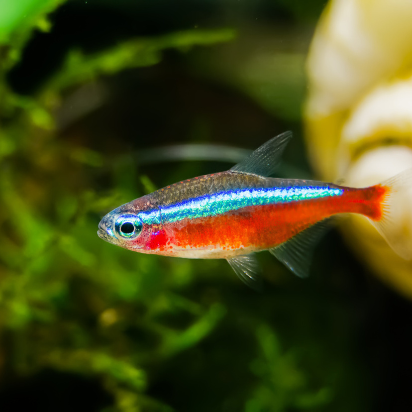 Peixe tetra neon cardinal: preço, pH, reprodução e mais!