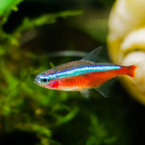 Peixe tetra neon cardinal: preço, pH, reprodução e mais!