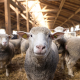 Criação de ovelhas: descubra as principais raças e como criar!