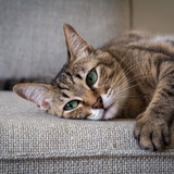 Descubra como tirar cheiro de xixi de gato do sofá de vez!
