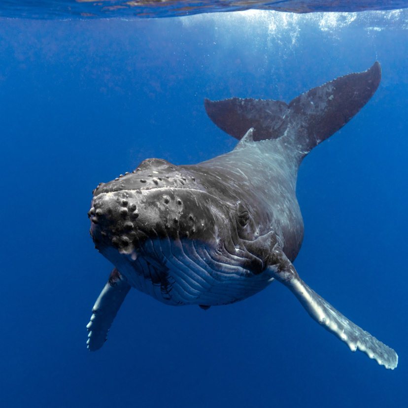 O que significa sonhar com baleia? Nadando, saltando, morta e mais