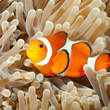 Peixe-palhaço: saiba tudo sobre o carismático peixe do Nemo!