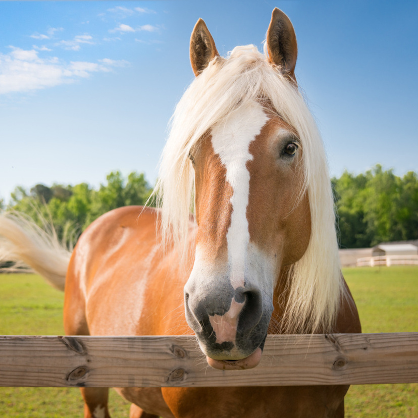 Cores de cavalos: conheça a pelagem dos cavalos e suas variações