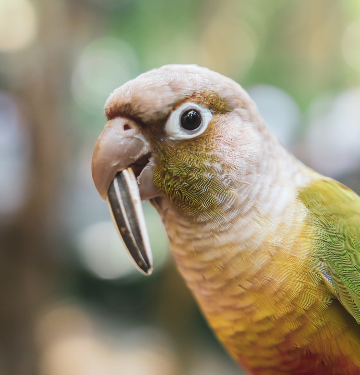 Periquito pode comer ovo? Descubra aqui!