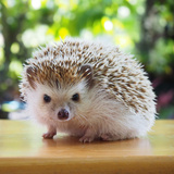 Hedgehog: veja preço, custos de criação e onde comprar!