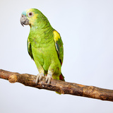 Tipos de papagaio: verdadeiro, do mangue, charão e mais tipos