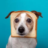 Cachorro pode comer pão? Confira agora dicas de alimentação!