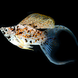 Peixes de água doce para aquário: espécies, preços e cuidados