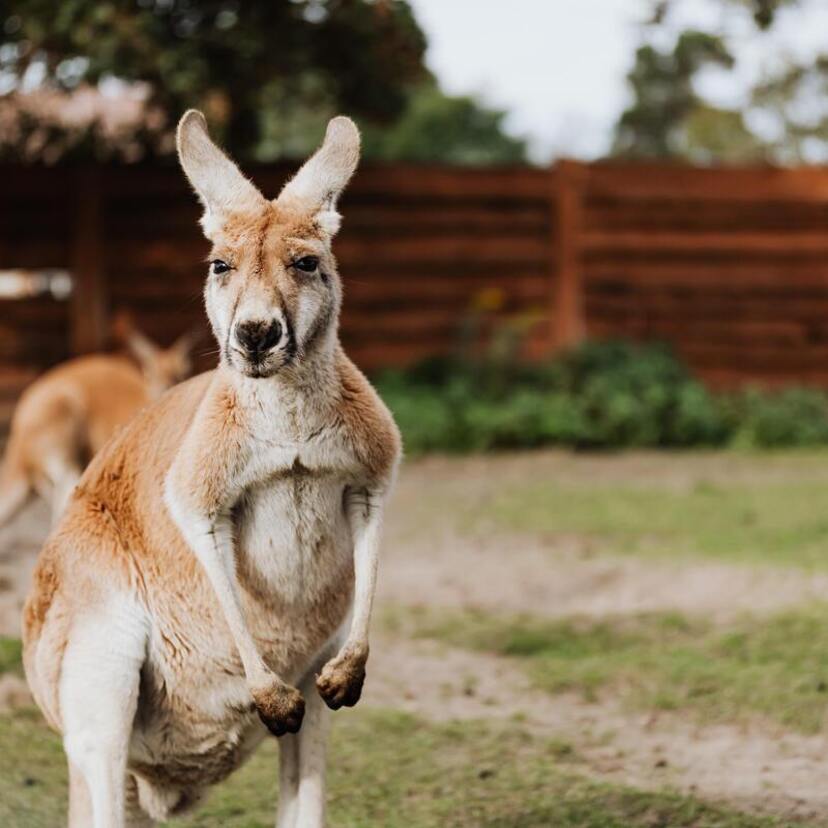 Conheça 36 animais da Austrália: estranhos, perigosos e mais