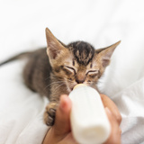 Pode dar leite para gato filhote? De vaca, em pó e outros!