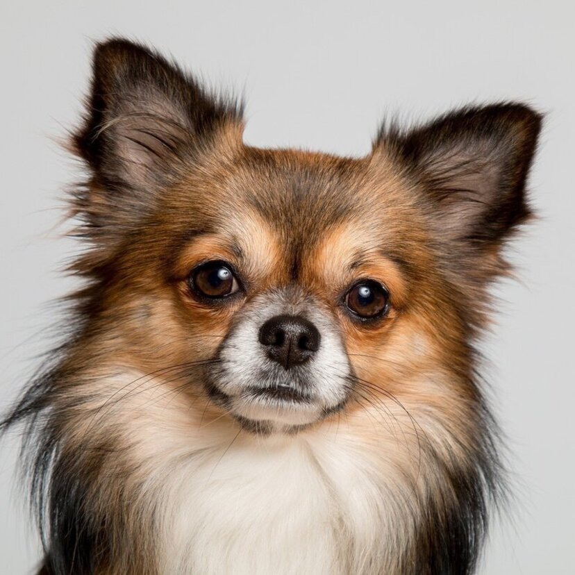 Chihuahua pelo longo: Veja aparência, preço, cuidados e mais