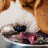 Seu cachorro bebe muita água? Veja se é normal e o que fazer.