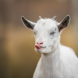 Mini cabra: veja dicas importantes sobre esse pet curioso!